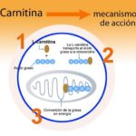 CONPROTEINAS|L-Carnitina