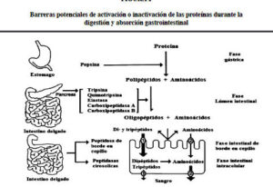 CONPROTEINAS | Snacks keto para deportistas: opciones bajas en carbohidratos